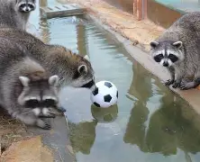 三湘朱雀队鏖战洞庭战狼队，跆拳道附加赛险胜，核心复出即建功。定海神针仍在的简单介绍